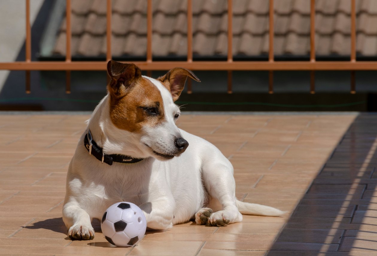 Jack Russell